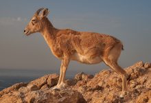 صورة معلومات عن الحياة البرية في قطر