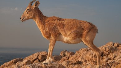 صورة معلومات عن الحياة البرية في قطر