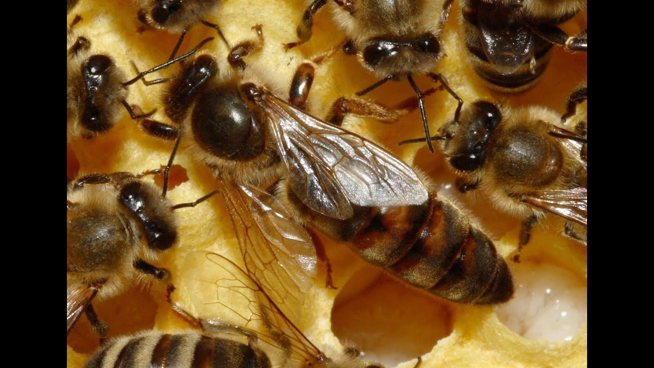 صورة كم عدد اجنحة ملكة النحل البالغة