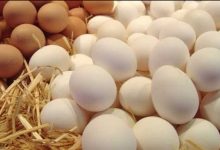 صورة ماذا لو حصلت على جميع البيض دفعة واحدة تدل العبارة السابقة على أن المزارع کان