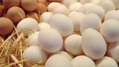 صورة ماذا لو حصلت على جميع البيض دفعة واحدة تدل العبارة السابقة على أن المزارع کان
