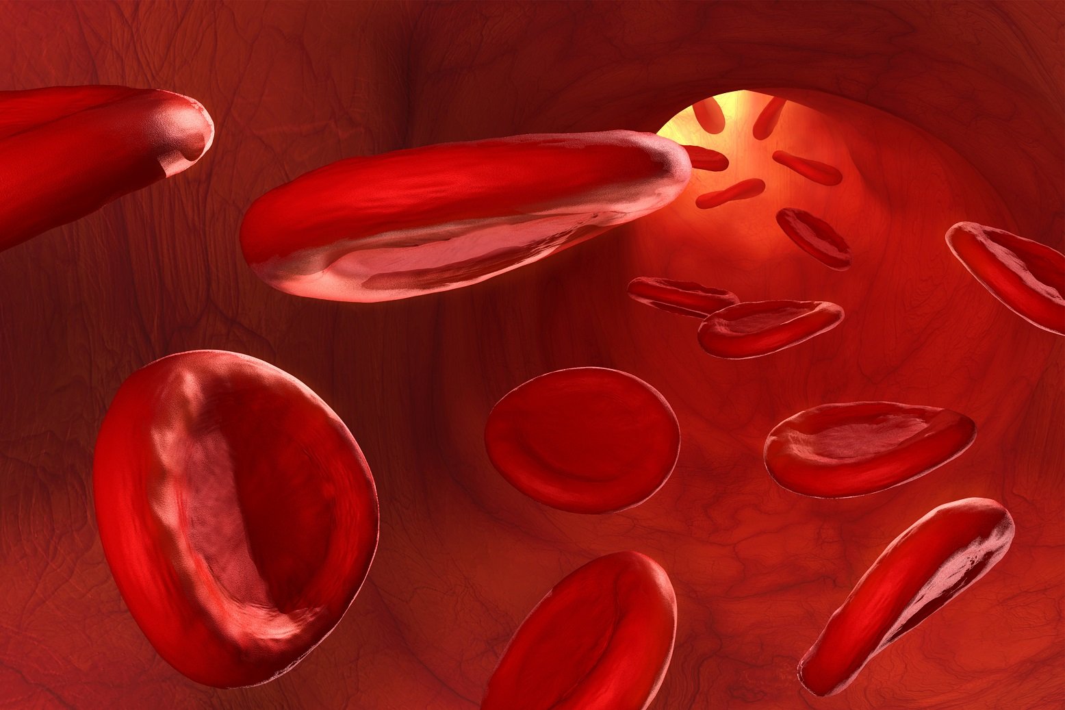 صورة جهاز الدوران الذي يدفع الدم مباشرة في انسجة الحيوان هو