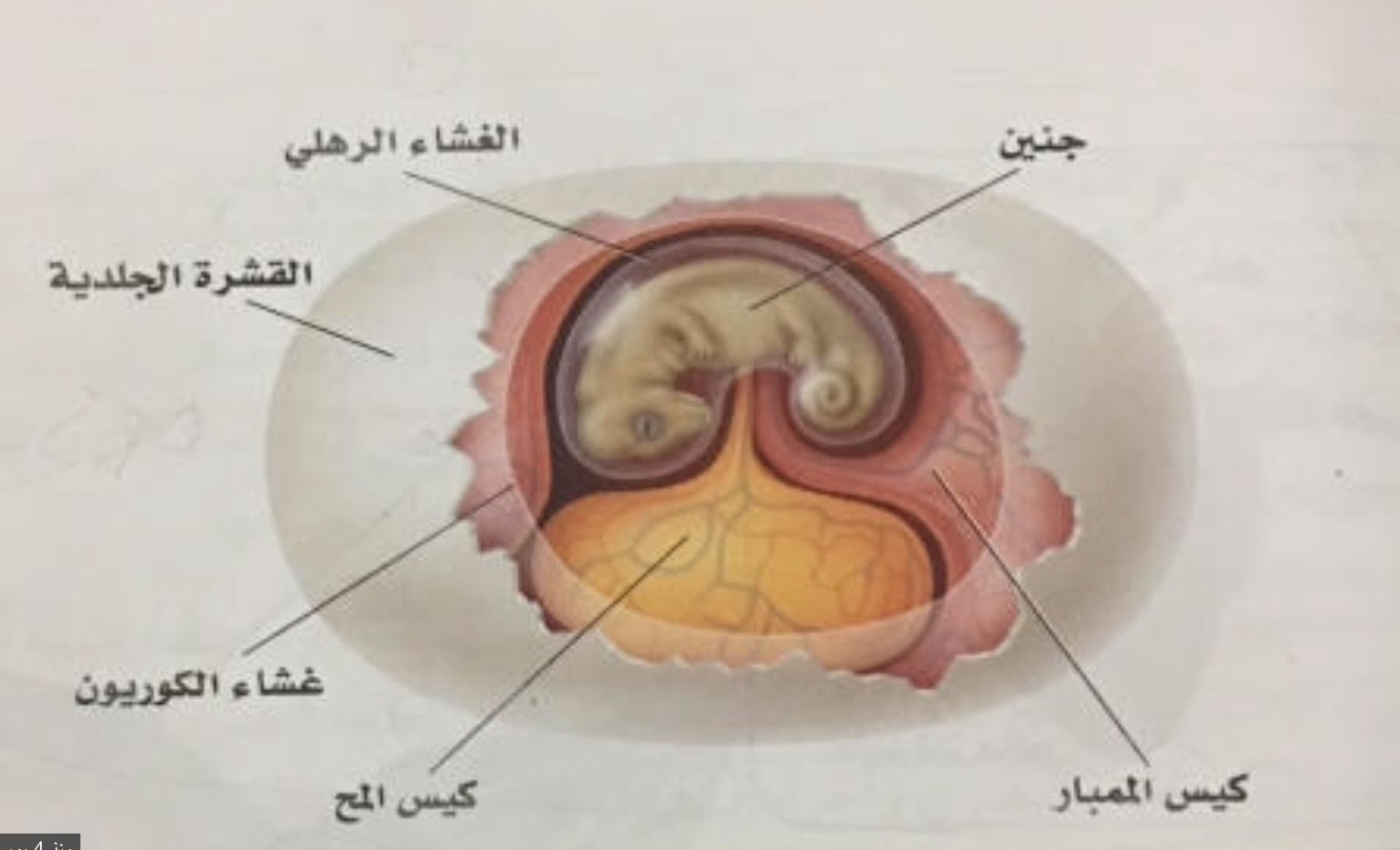 صورة مرحلة تكوين الغشاء الرهلي