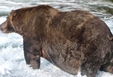صورة تبلغ كتلة ذكر الدب البني ٦٢٥ كجم وكتلة انثاه ٢٨٥ كجم كم كجم تقل كتلة انثى الدب عن كتلة الذكر