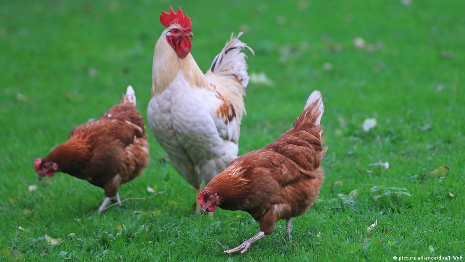 صورة متى بدأ البشر بتربية الدجاج.. دراسة تكشف سبب نزوله من الأشجار إلى الأرض