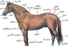 صورة كم عدد قلوب الحصان