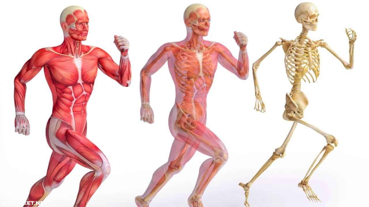 صورة ما هي وظيفة العظام في جسم الإنسان