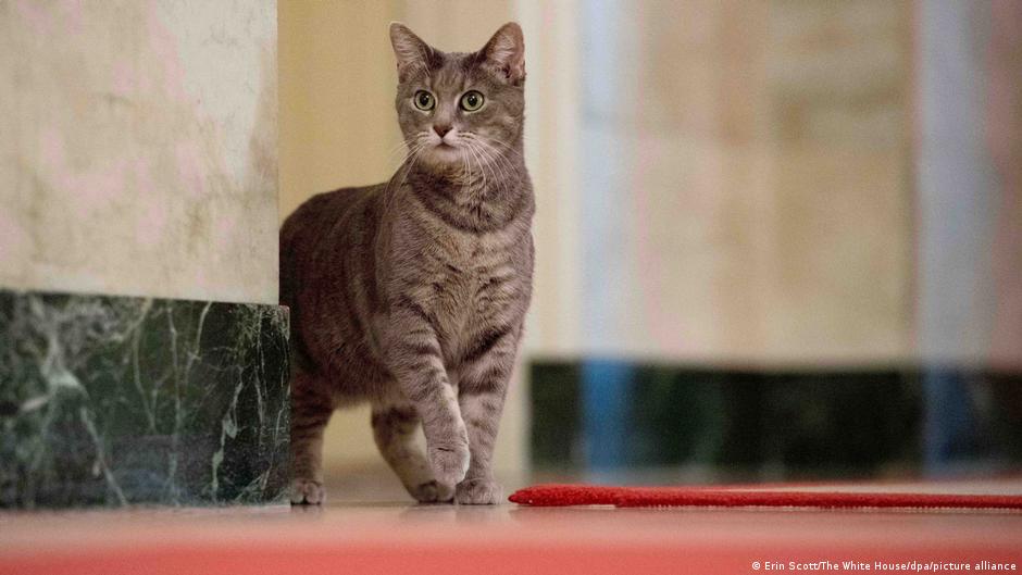 صورة قصة القطة المرشحة للرئاسة في فرنسا كاملة