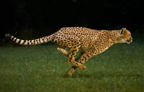 صورة ما هو أسرع حيوان في العالم وكم تبلغ سرعته