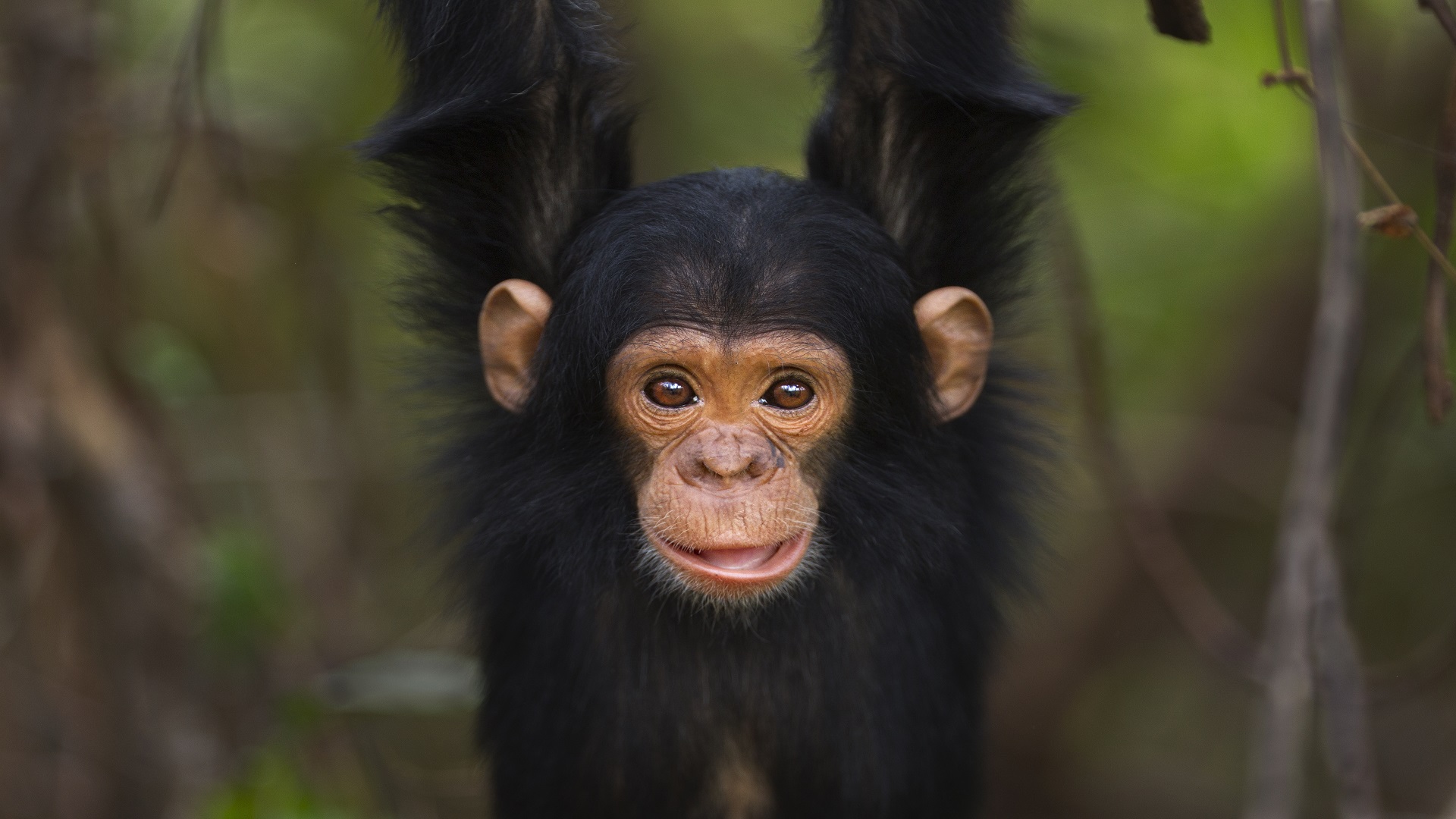 صورة ما هو الفرق بين حيوان الشمبانزي والقرد
