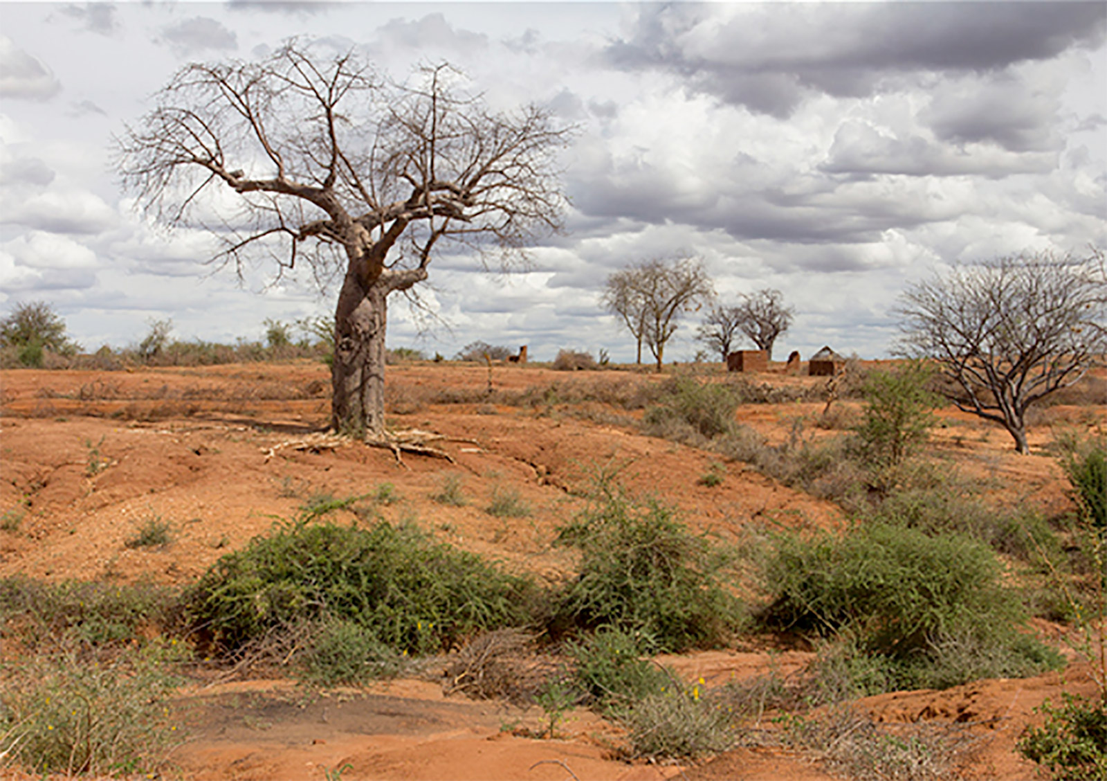 صورة متى موعد اليوم العالمي لمكافحة التصحر والجفاف 2022
