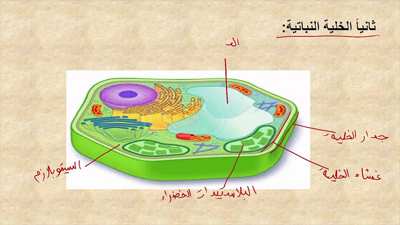 صورة الخلية هي الوحدة الأساسية في التركيب والوظيفة في المخلوقات الحية