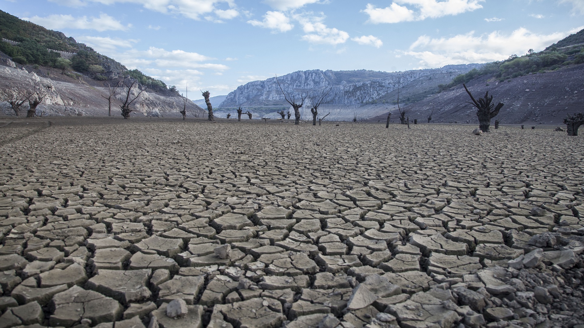 صورة مطوية عن اليوم العالمي لمكافحة التصحر والجفاف جاهزة