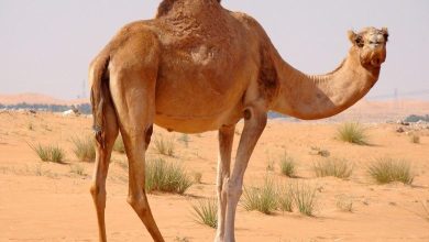 صورة ما الذي يساعد حيوانات الصحراء على العيش تحت أشعة الشمس الحارة