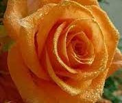 صورة وش معنى الورد البرتقالي