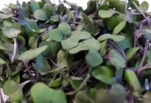 صورة ينمو نبات الأرطي في بيئة
