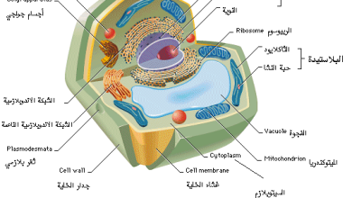 صورة العضيات الموجودة في الخلية الحيوانية