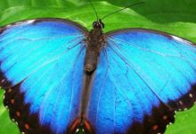 صورة يظهر لون فراشة المورفو باللون الأزرق بسبب حيود الضوء