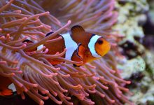 صورة تحقق الشعب المرجانية التوازن البيئي البحري