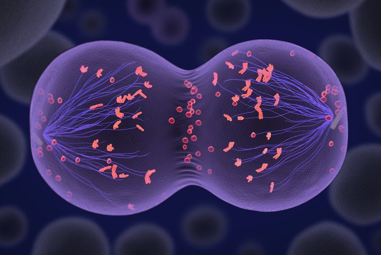 صورة تنفصل الكروموسومات أثناء الانقسام المتساوي في الطور