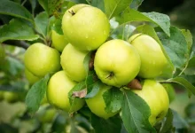 صورة الترتيب الصحيح لدورة حياة شجرة التفاح