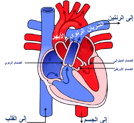 صورة يندفع الدم الى الرئتين ويعود منهما الى القلب قبل دورانه خلال الجسم