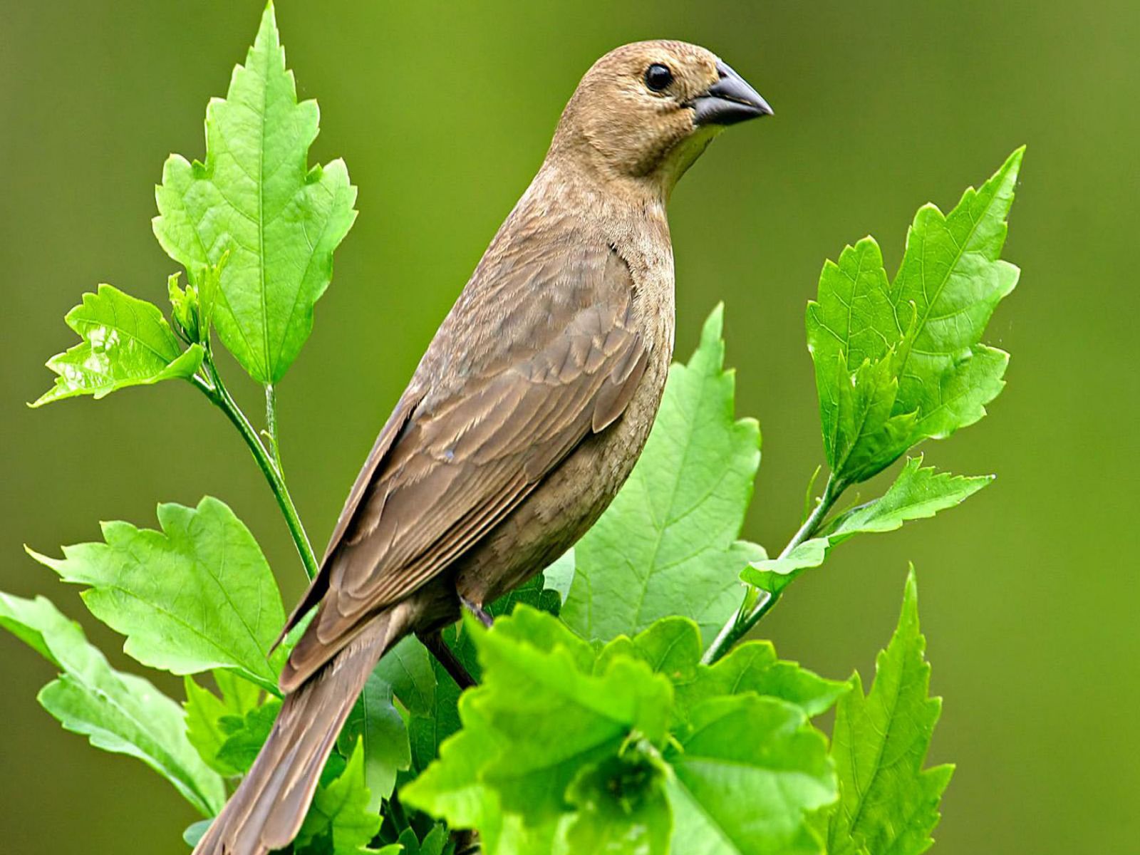 صورة الطيور تستخدم الجلد والخياشيم للتنفس