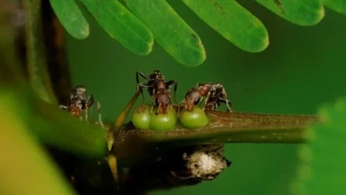 صورة العلاقة بين النمل وشجرة الاكاسيا