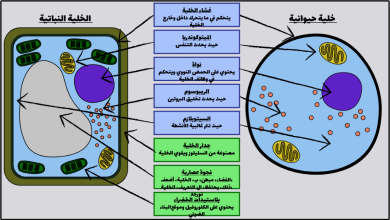 صورة الفرق بين الخلية النباتية والحيوانية