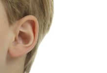 صورة المستقبلات الحسية في حاسة السمع هي الخلايا الحسية الشعرية