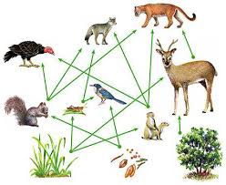 صورة العلم الذي يدرس العلاقات المتبادلة بين المخلوقات الحية وتفاعلاتها مع بيئاتها هو