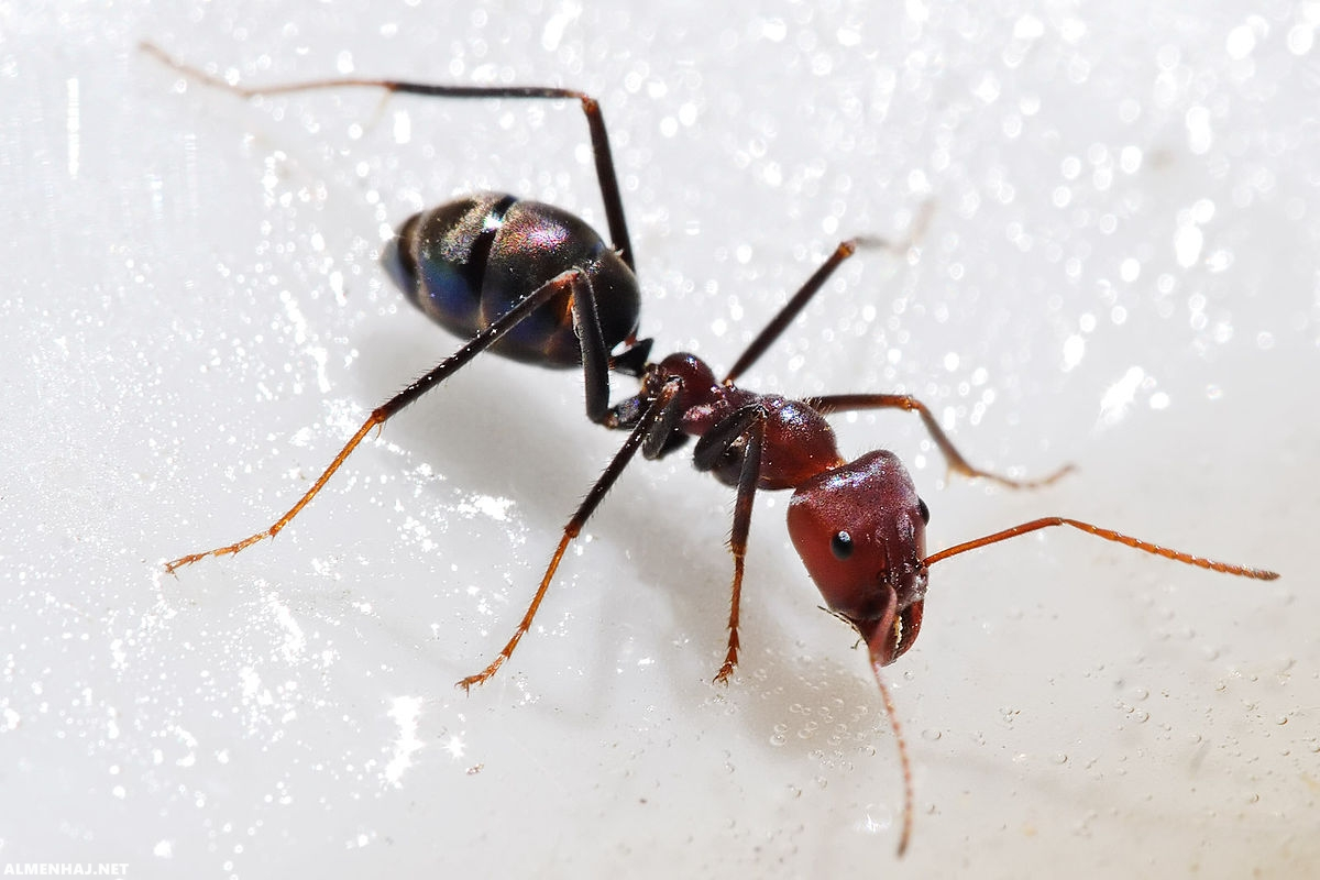 صورة تتميز النملة بأنها ذات تماثل
