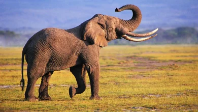 صورة تسير الفيلة في قطعان لحماية صغارها ممسكة الصغار بذيول امهاتها يعتبر هذا التكيف