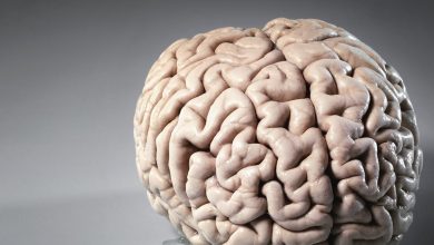 صورة ما هي المادة التي تشكل 80% من حجم دماغ الإنسان