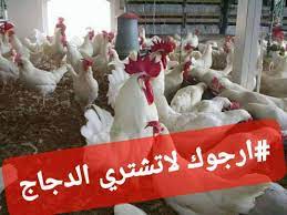 صورة سبب مقاطعة شركات الدجاج في السعودية