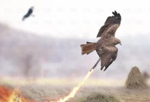 صورة ما الذي يحدث للطيور عندما تحترق الغابات التي تعيش بها