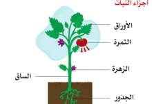 صورة جزء النبات الذي يحمل الاوراق والازهار