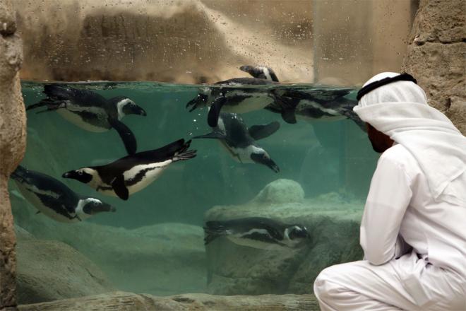 صورة صمم بيئة افتراضية لحياة البطريق في الكويت
