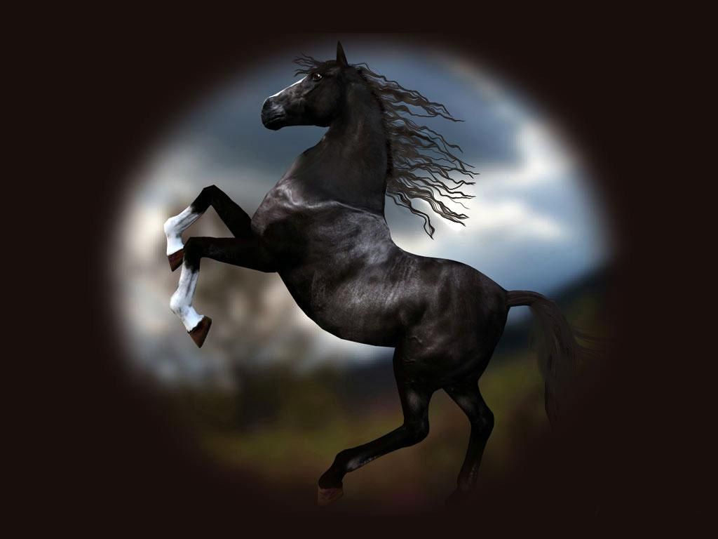 صورة خلفيات خيول اجمل الصور للخيول العربية الاصيلة