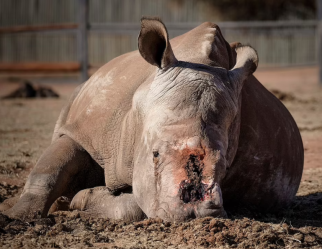 صورة وحيد القرن يبكي متألماً بعدما قطع صيادون قرنه