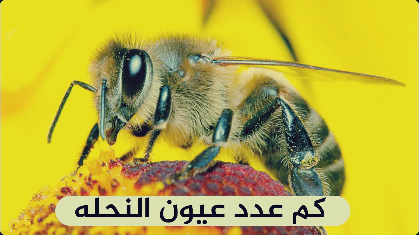 صورة كم عدد عيون نحلة العسل