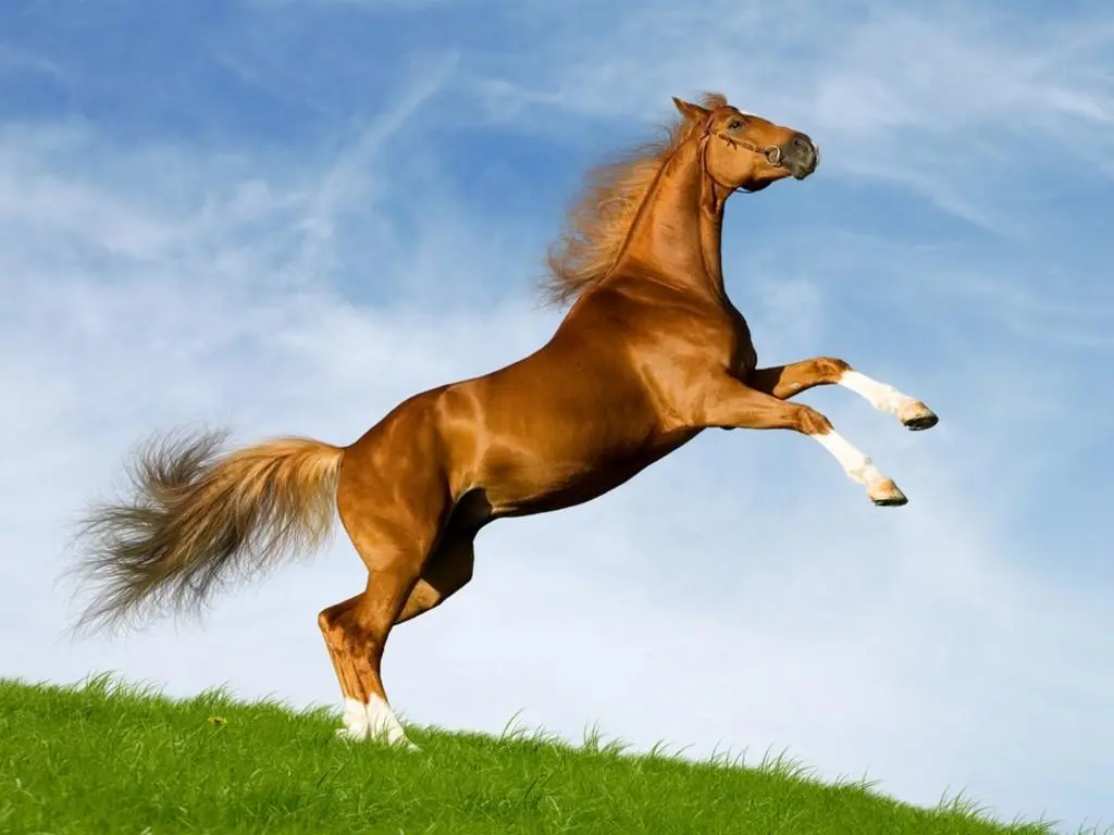 صورة كم متوسط عمر الحصان