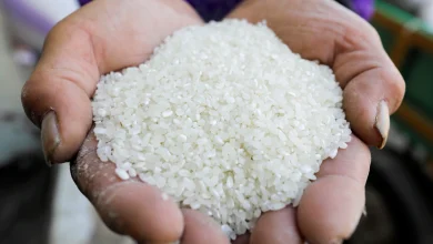 صورة لدى مزارع ٤٧ كيلو جراما من الأرز يريد توزيعها على ثلاثة أكياس