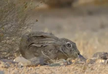 صورة للأرانب الصحراوية آذان كبيرة لمساعدتها على السمع