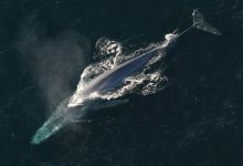 صورة ما معنى كلمة Blue Whale بالعربية