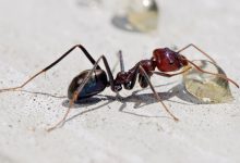 صورة ماتت النملة في هذه القصة بسبب جشعها في أكل العسل