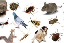 صورة كيف يمكن مكافحة الحشرات والآفات دون استخدام المواد الكيميائية الملوثة للتربة