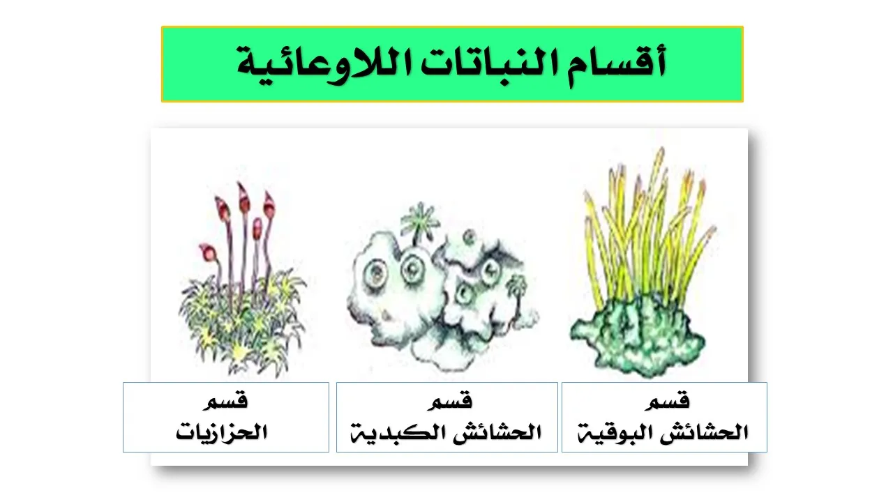 صورة من النباتات اللاوعائية اللابذرية الحزازيات وحشيشة الكبد