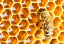 صورة نشاهد الاشكال الهندسية من حولنا فمثلا النحلة تقوم ببناء خلاياها بتكرارجميل ومنظم باشكال هندسية متقنة