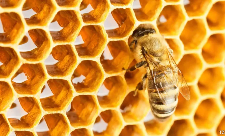 صورة نشاهد الاشكال الهندسية من حولنا فمثلا النحلة تقوم ببناء خلاياها بتكرارجميل ومنظم باشكال هندسية متقنة